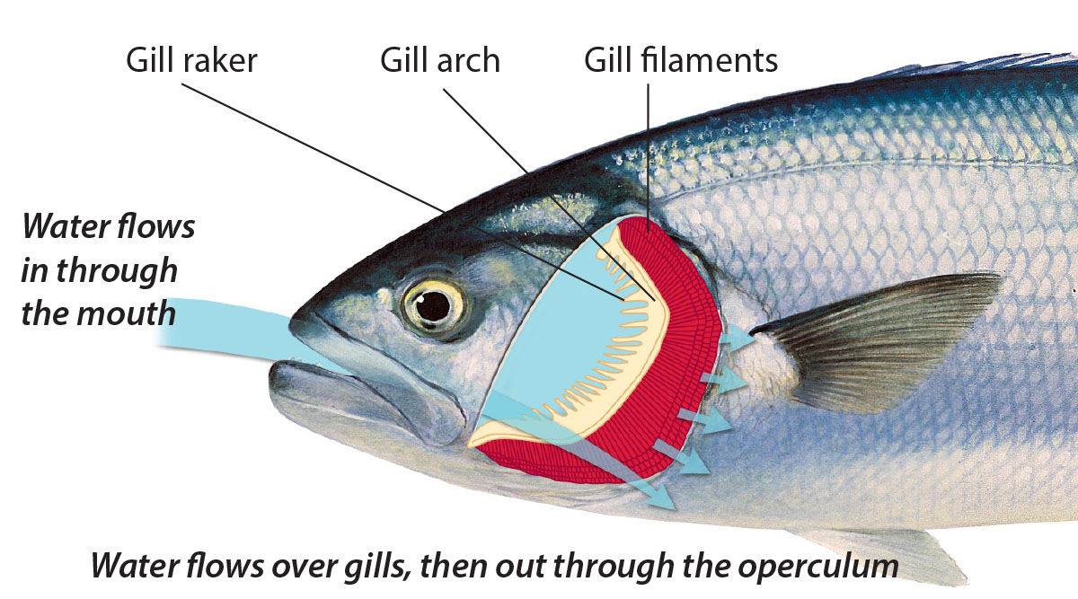 Fact Sheet Fish Anatomy • Department of Primary Industries and
