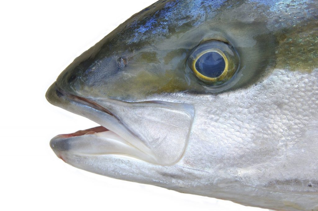 Fact Sheet: Fish Anatomy • Department of Primary Industries and