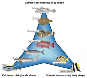 Fact Sheet: Fish Anatomy • Department of Primary Industries and ...