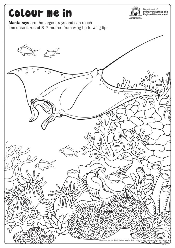 Download Fishy Fun Sheet: Manta Ray - Colour In • Department of ...