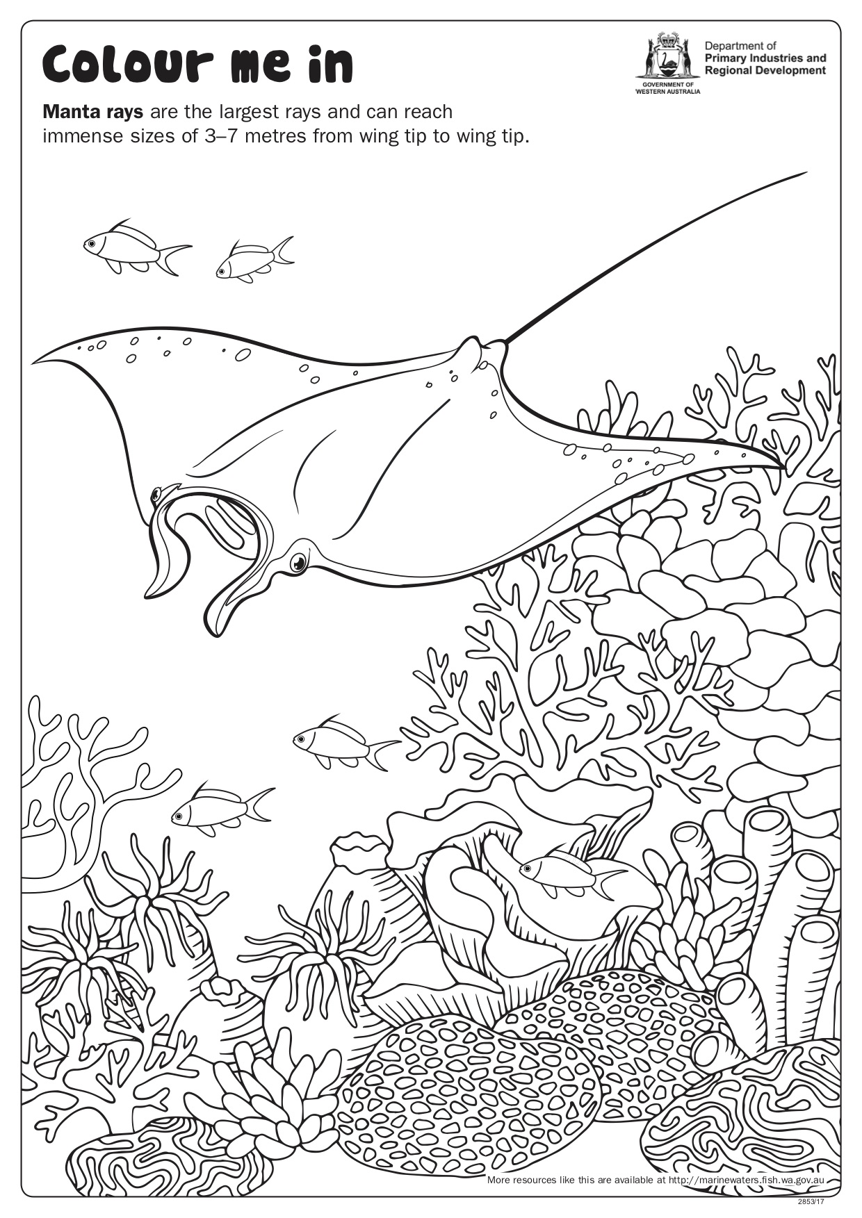 Fishy Fun Sheet: Manta Ray - Colour In • Department of Primary Industries  and Regional Development