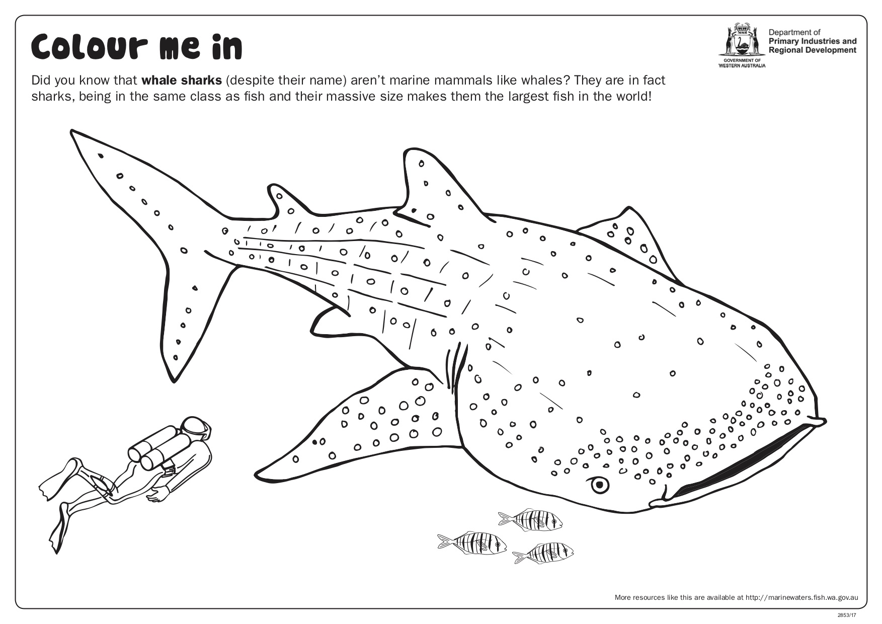 Fishy Fun Sheet Whale Shark Colour In Department of