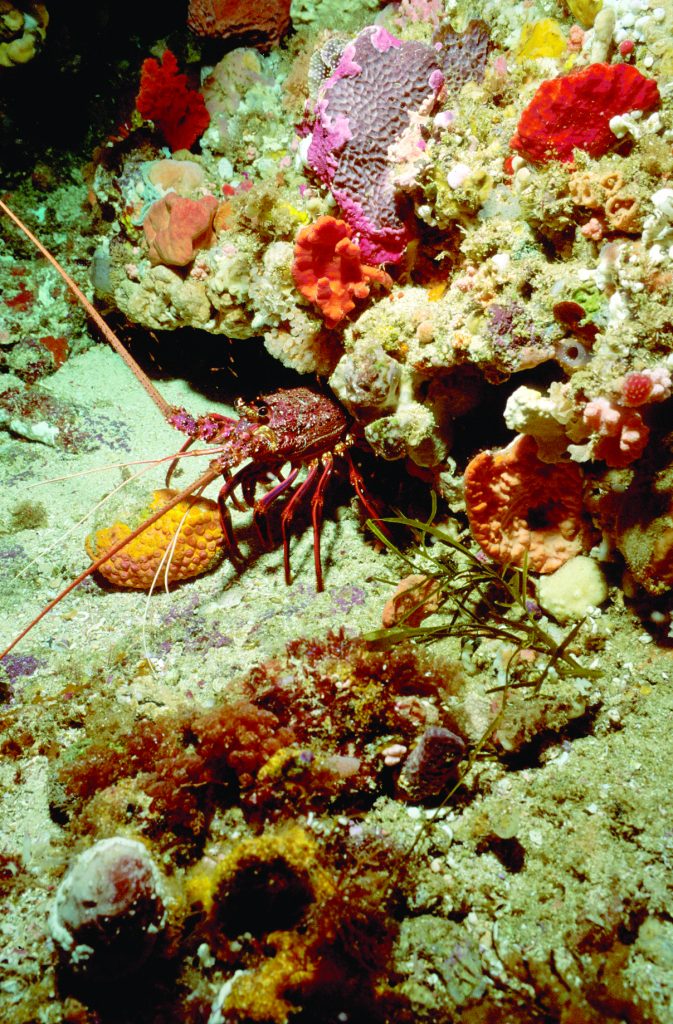 Western rock lobster in coral