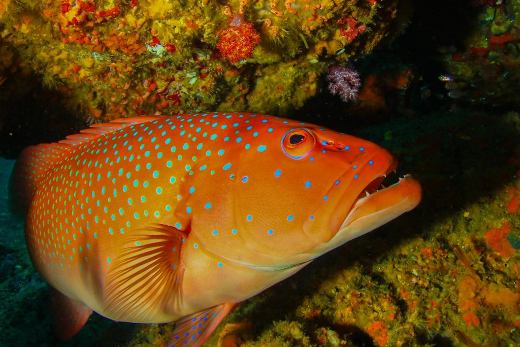 common coral trout