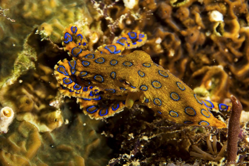 Stock photo of Greater Blue-ringed octopus (Hapalochlaena lunulata).  Bunaken National…. Available for sale on www.naturepl.com