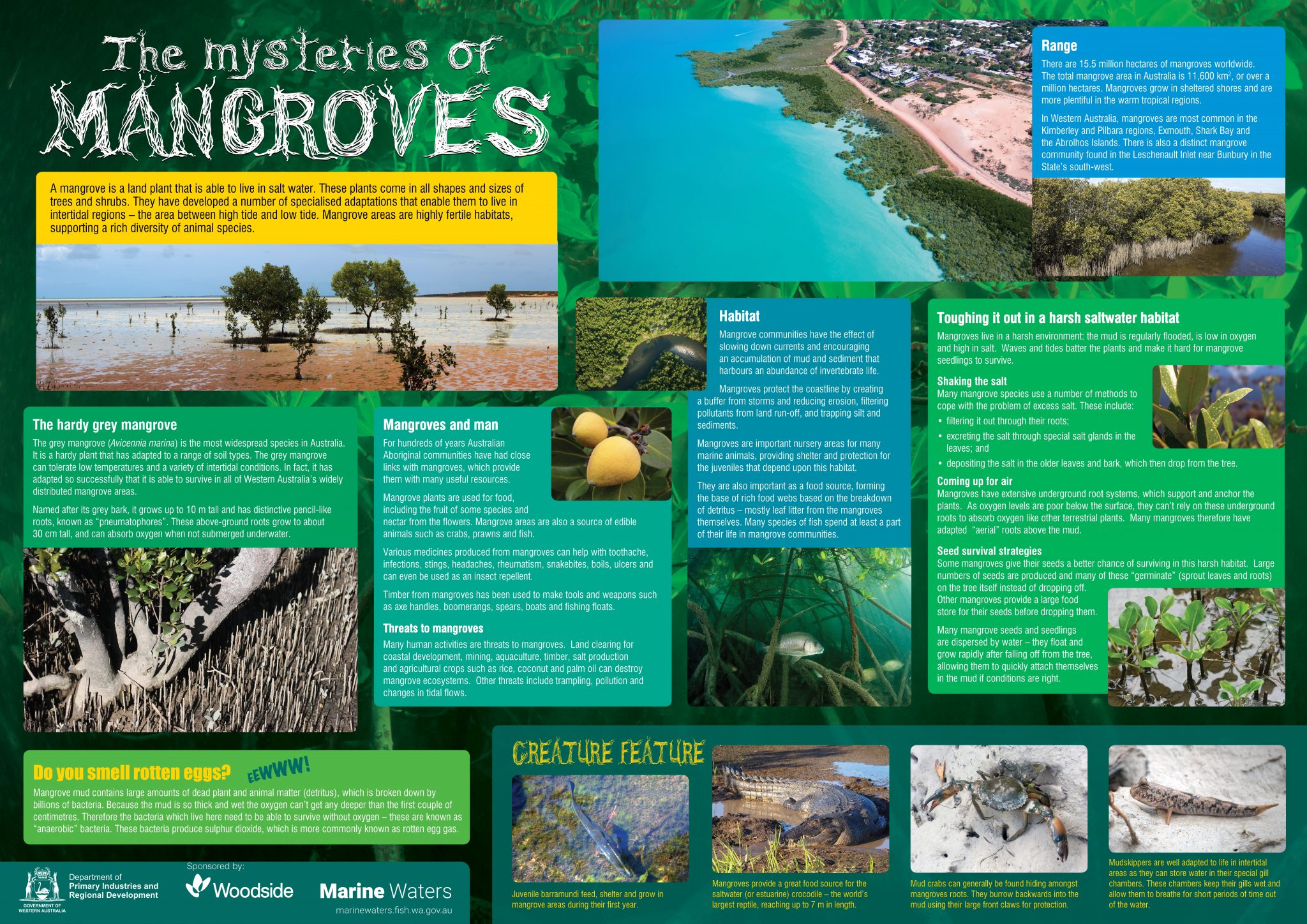 Poster: The Mysteries of Mangroves • Department of Primary Industries and  Regional Development