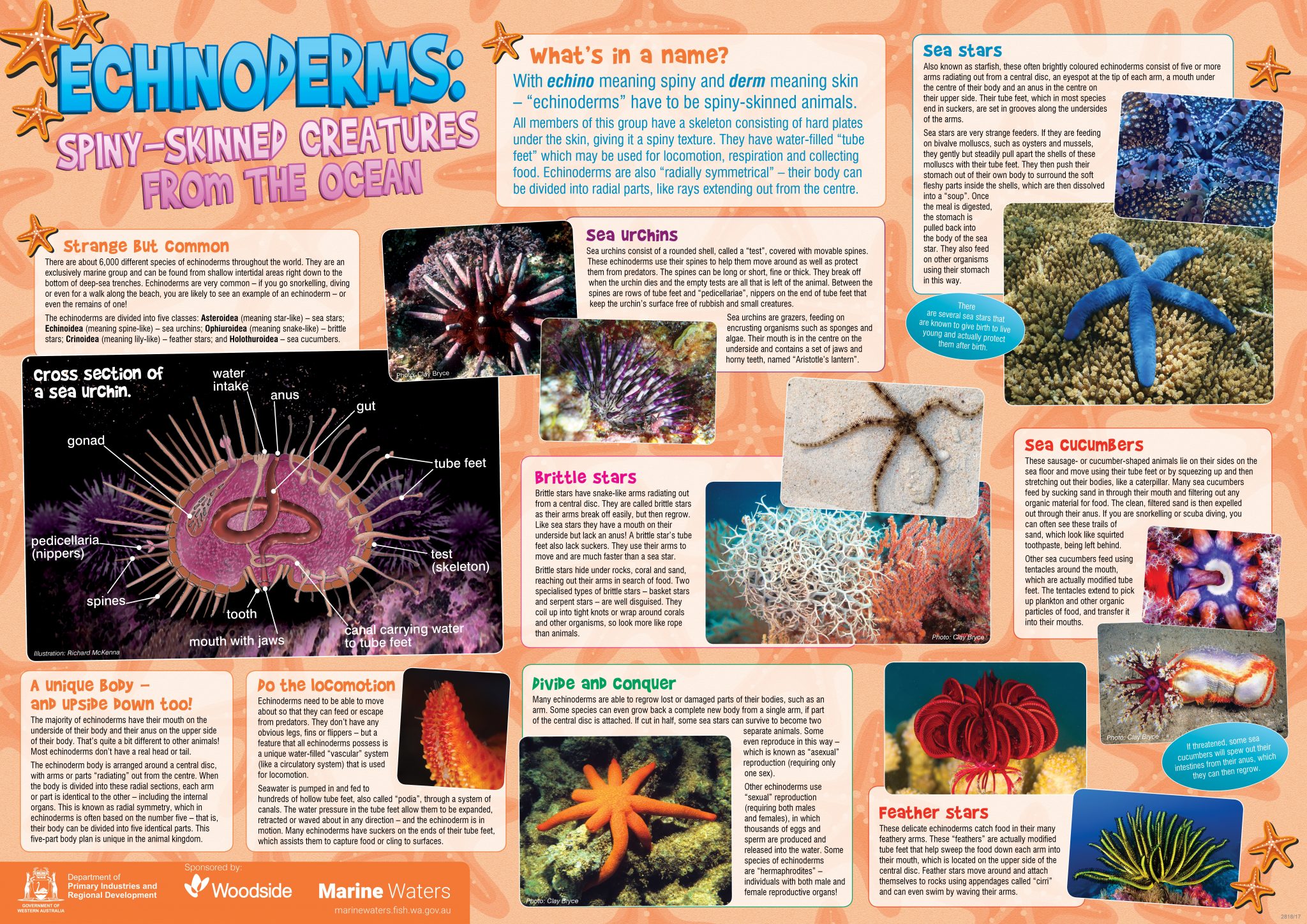 Poster: Echinoderms: Spiny-skinned creatures from the ocean • Department of  Primary Industries and Regional Development