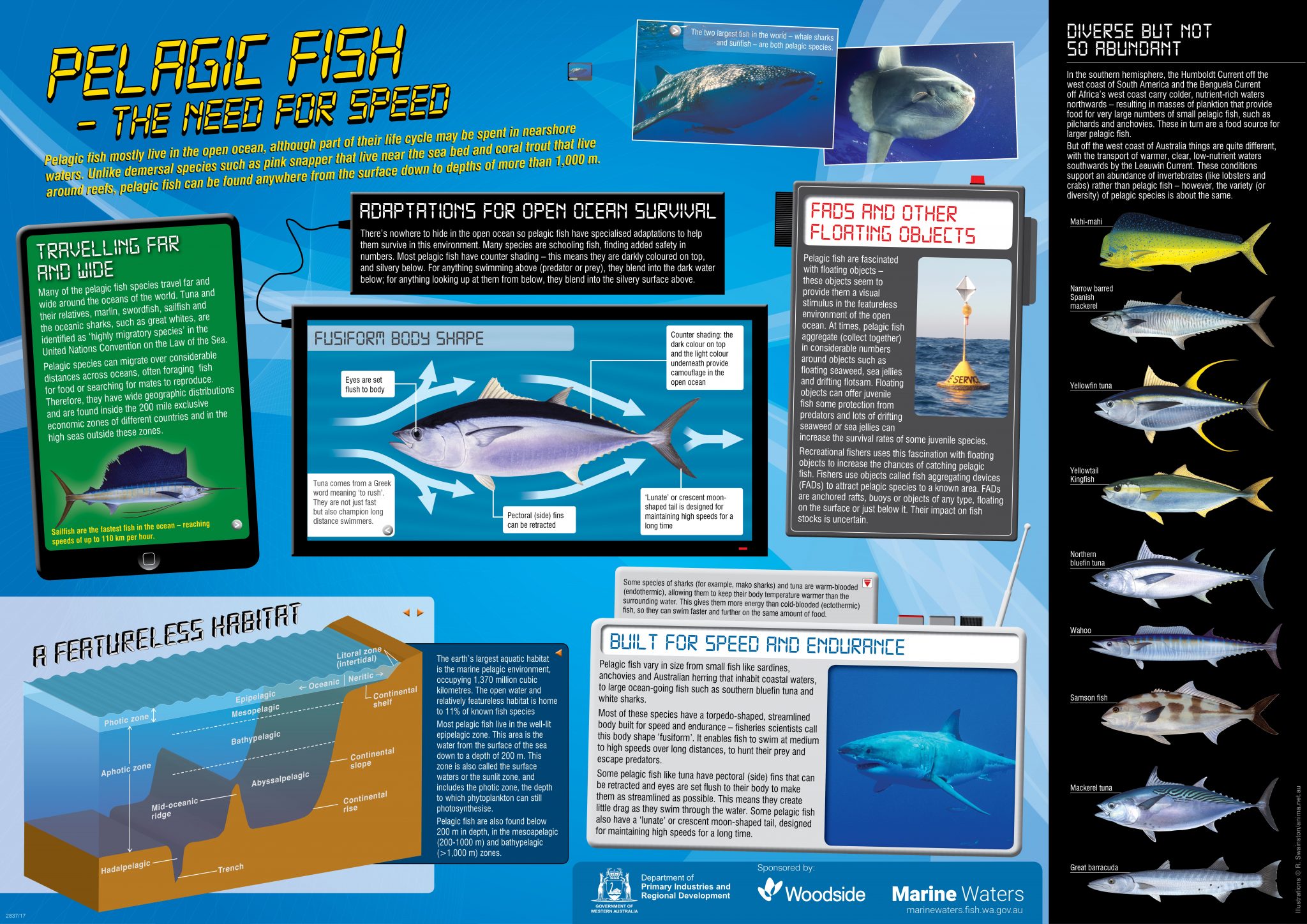 Poster: Pelagic fish • Department of Primary Industries and