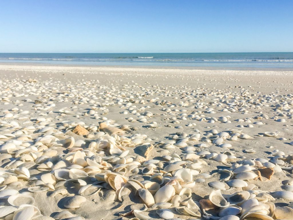 Shells on 80 Mile Beach