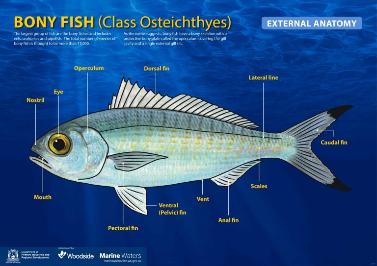 Poster: Bony Fish - External Anatomy (simple) • Department of Primary ...