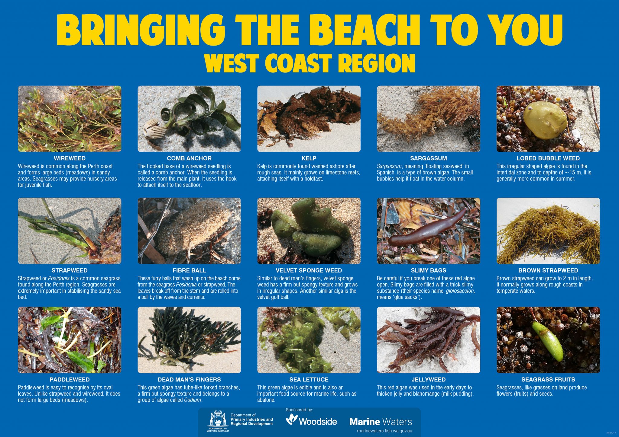Poster - West Coast - Bringing the Beach to You