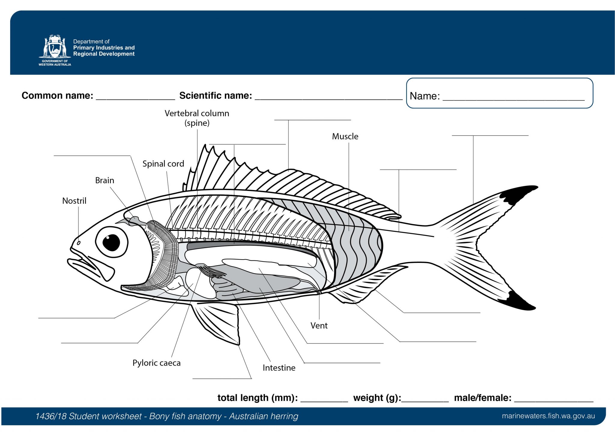 Student worksheet: Bony fish anatomy - Australian herring • Department of  Primary Industries and Regional Development