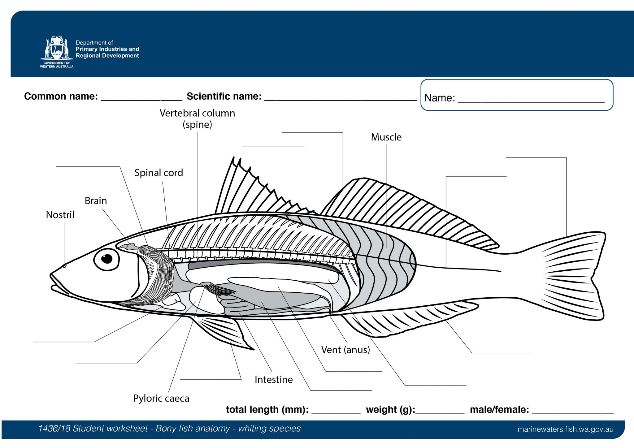 Student worksheet: Bony fish anatomy - Whiting species • Department of  Primary Industries and Regional Development