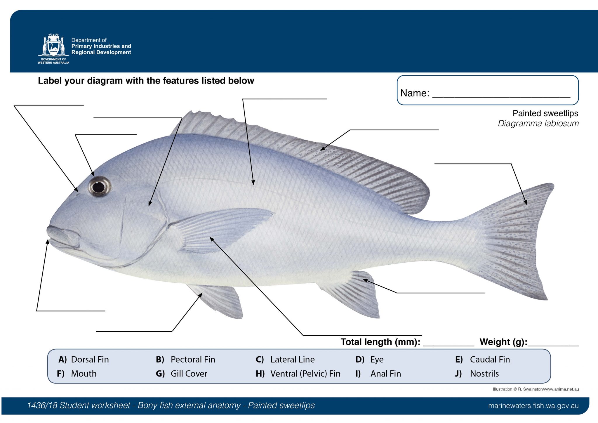 Bony Fish Worksheet - Worksheets For Kindergarten
