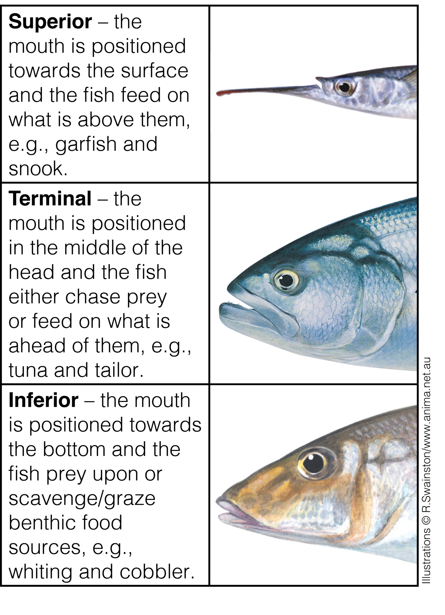 Fact Sheet: Fish Adaptations • Department of Primary Industries and  Regional Development