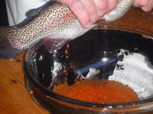 Trout egg stripping