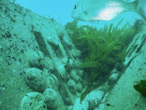 Abalone growing on artificial reef