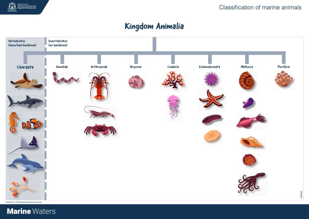 Poster Marine Classification Animals (Primary) • Department of