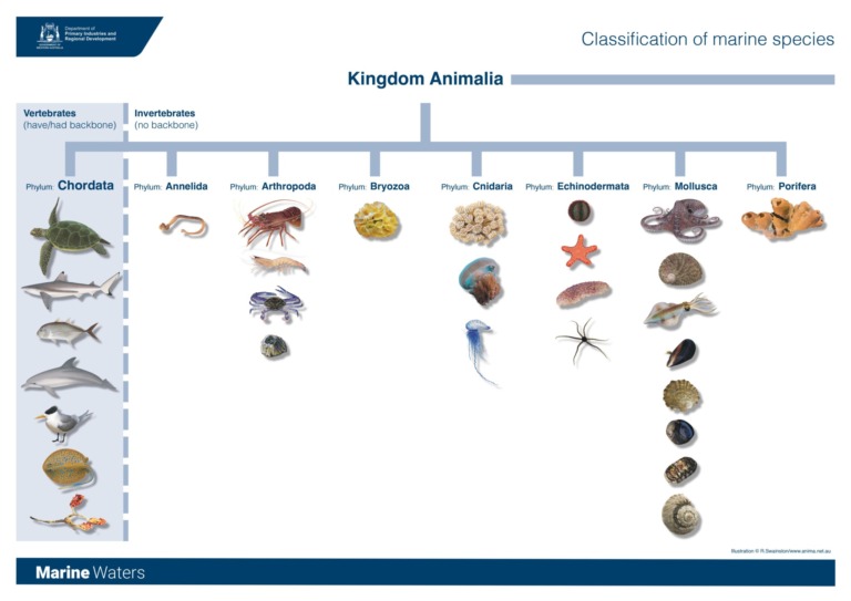 Poster Marine Classification (Senior) • Department of Primary