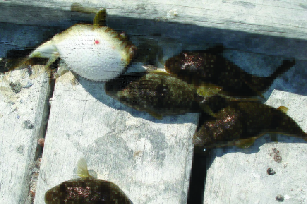 Dead blowfish left on a wooden jetty